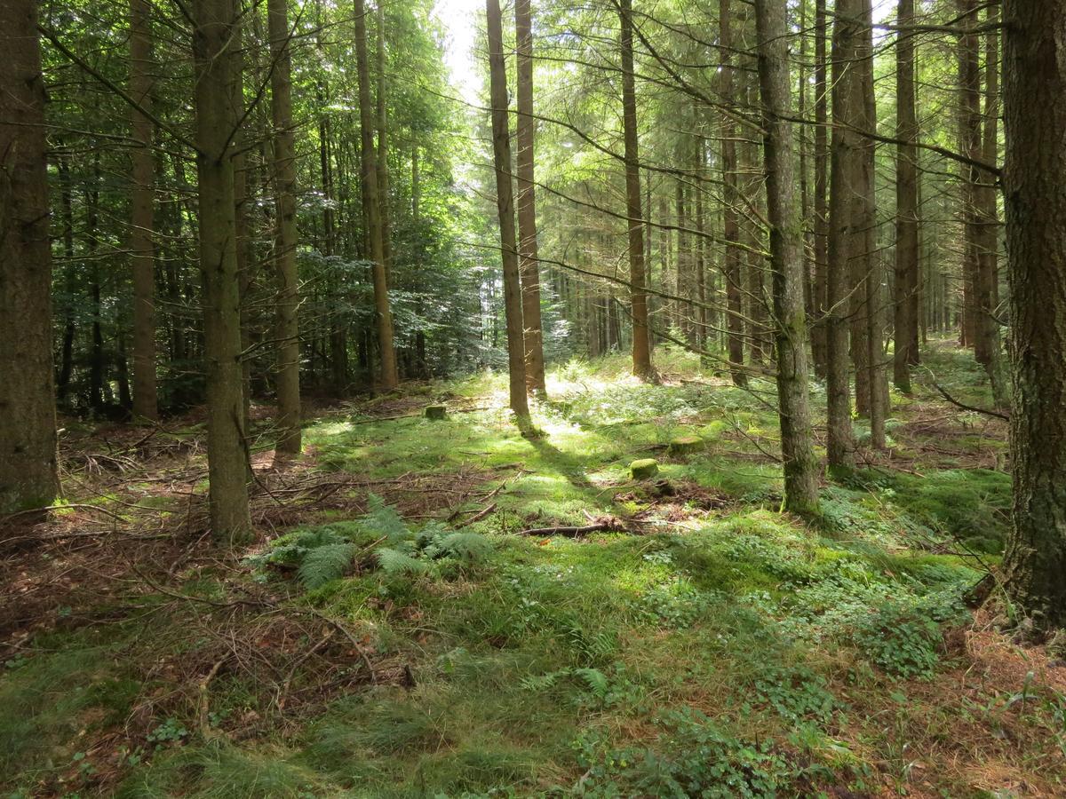 Blick Zum Maimont Hotel Ludwigswinkel Bagian luar foto